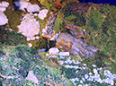 %_tempFileName062%20presepio%202006%20%